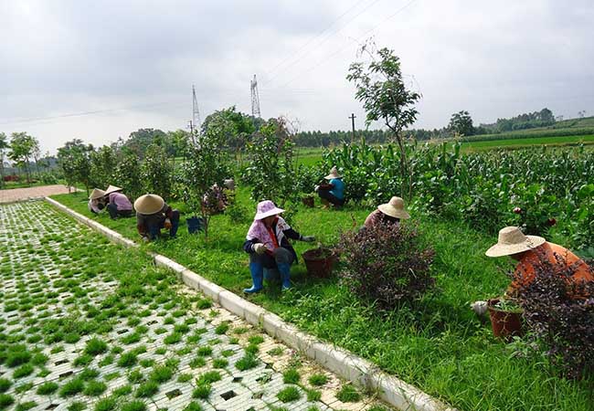綠化養護服務 綠化養護服務